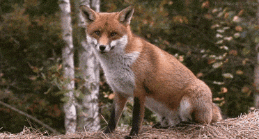 fox shooting GIF