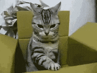 disgusted cat gif