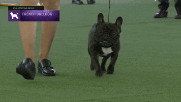 French Dogs GIF by Westminster Kennel Club