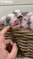Relaxed Piglet Enjoys Face Rubs