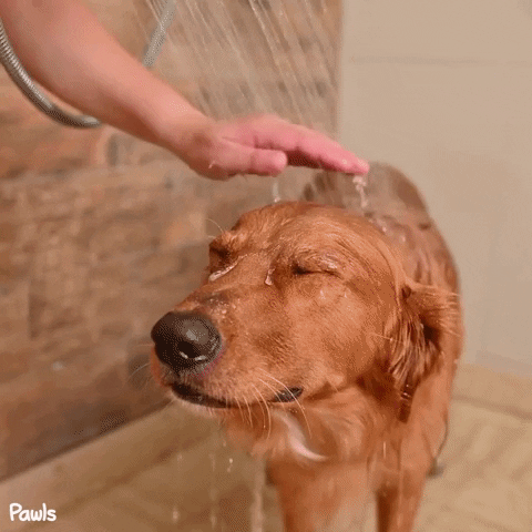 Dog Shampoo GIF by Pawls Company