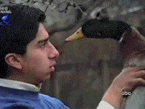 duck GIF