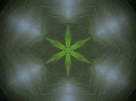 Sacred Geometry Rainforest GIF