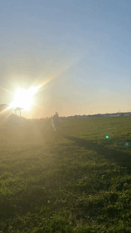 dockwa GIF