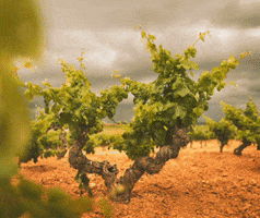 DOUtielRequena wine vino vine winery GIF