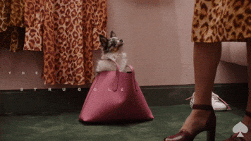 Video gif. We see a tiny white dog in a pink handbag on the floor, while a person in a leopard print dress stands in the foreground. The handbag starts to tip over, and the person crouches to catch the dog. Text, "The struggle is real."
