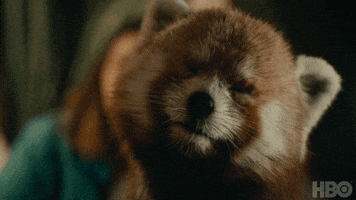 Red Panda Hbo GIF by His Dark Materials
