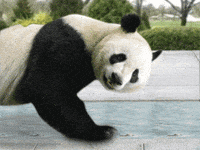 Panda Pair Gifs Get The Best Gif On Giphy Panda Pair Gifs Get The Best Gif On Giphy