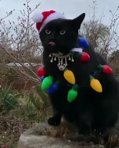 Cat Christmas GIF by JustViral.Net