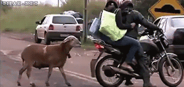 goat win GIF
