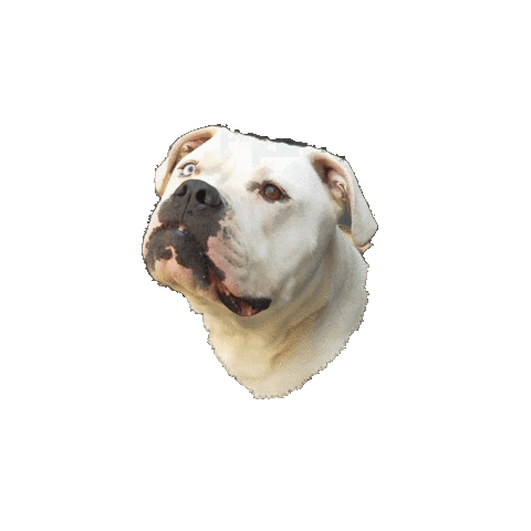 Ehondenschool Sticker