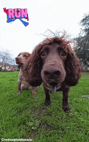 Run Hund GIF