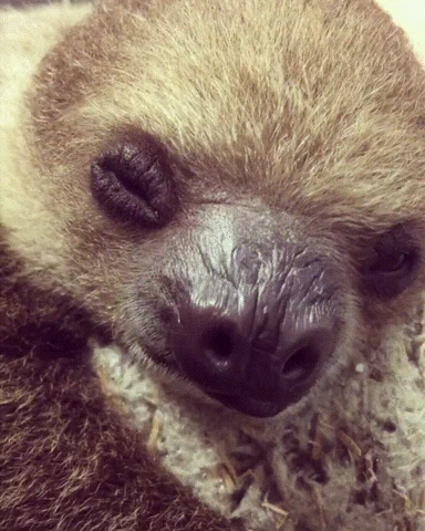 baby sloth yawning GIF