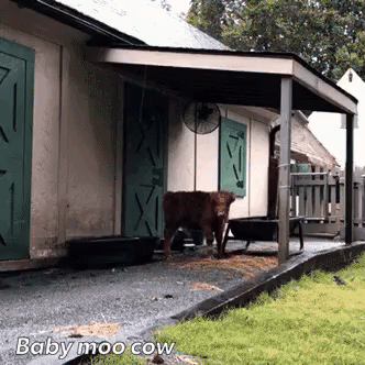 Busch Gardens Cow GIF