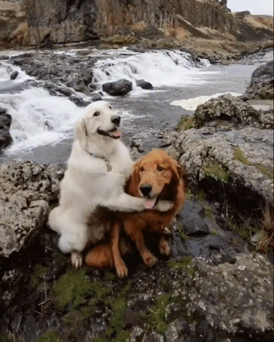 Video gif. Scenes of two retriever dogs, one brown and one white, enjoying their companionship outdoors alongside rivers and lakes. The dogs hug affectionately before being joined by a gray cat as they all lounge together on a yellow blanket by a river.
