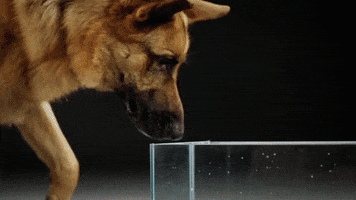 köpeklerde su içme neden önemlidir 1