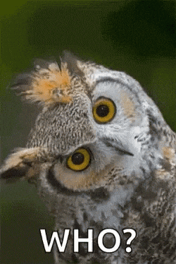 owl GIF