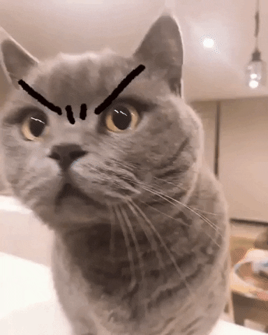 angrykitty #angry #cat  Funny cats, Cat gif, Funny cat videos