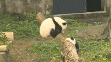 panda aww GIF by BFMTV
