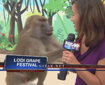 reporter baboon GIF
