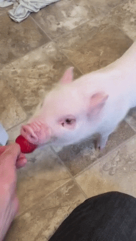 Hungry Pig GIF