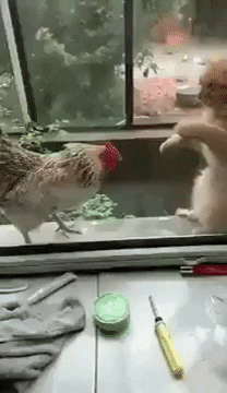 Fight GIF by JustViral.Net