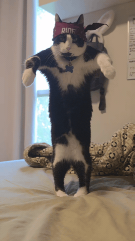 Cats GIF