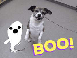 Dog Ghost GIF by Nebraska Humane Society