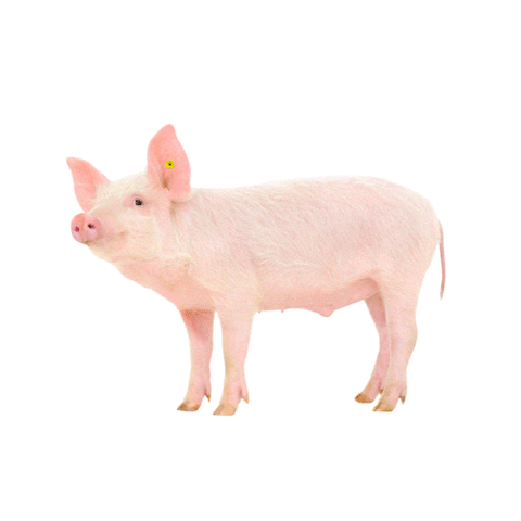 Westfälisch-Lippischer Landwirtschaftsverband e.V. Sticker