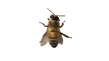 Sticker by Bee_nfluencer