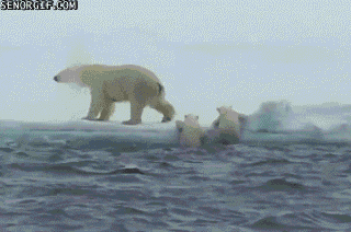 polar bears baby GIF by Cheezburger