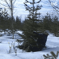 Christmas Tree GIF by SVT