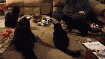alexiaminton  GIF