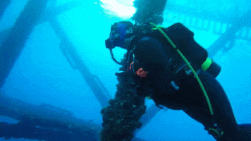 Ascuba Venture GIF