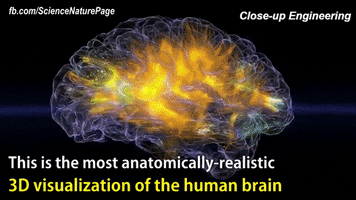 manueloccorso brain cervello synapses sinapsi GIF