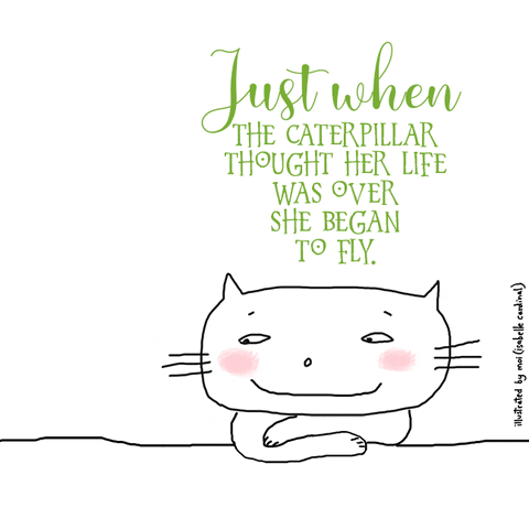 Cat GIF