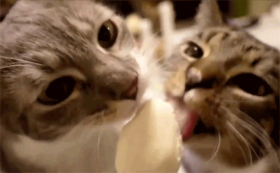  cat cats ice cream going to town GIF