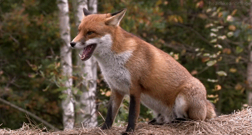 red fox GIF by Head Like an Orange - Find & Share on GIPHY
