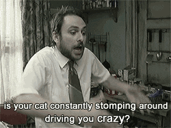 charlie day cat GIF by Maudit