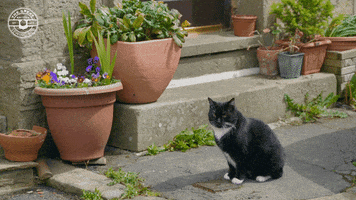 Happy Cats GIF by The Great British Sewing Bee