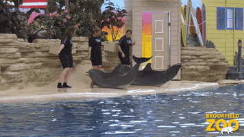 Happy Dance Party GIF by Brookfield Zoo