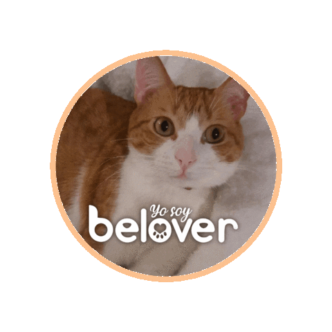 Cat Simon Sticker by Befoods Chile