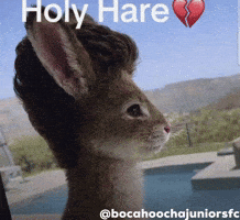 Hare GIF