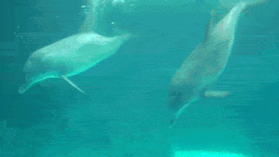 dolphin GIF