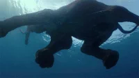 elephant swimming GIF
