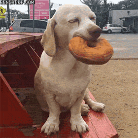 Bagels GIF - Find & Share on GIPHY