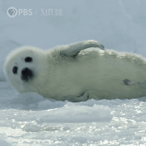 Rolling Pbs Nature GIF by Nature on PBS