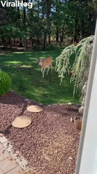 Deer Eagerly Await Their Morning Meal