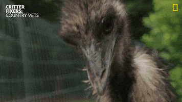 National Geographic Reaction GIF by Nat Geo Wild