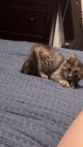 Cat GIF